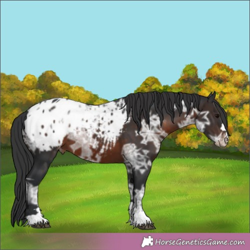 Horse Color:Brown Ice Appaloosa 