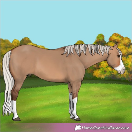Horse Color:Silver Brown Dun Splash 