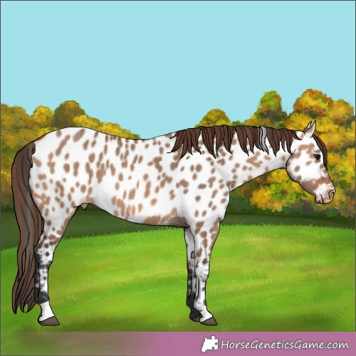 Horse Color:Bay Dun Appaloosa 