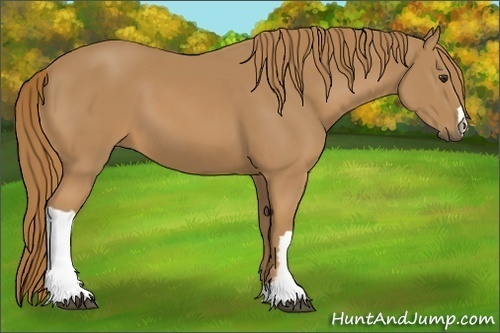 Horse Color: Chestnut 