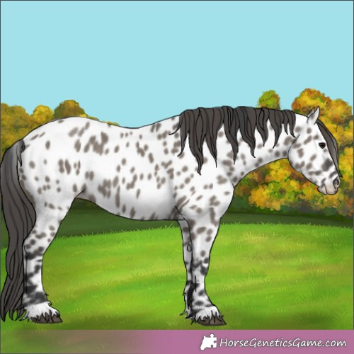 Horse Color:Grullo Appaloosa Rabicano 