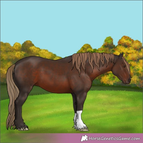 Horse Color:Liver Chestnut 