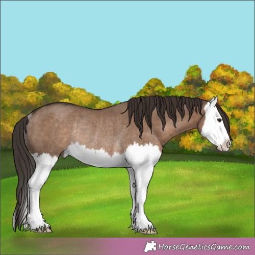 Horse Color:Liver Red Dun Splash Rabicano 