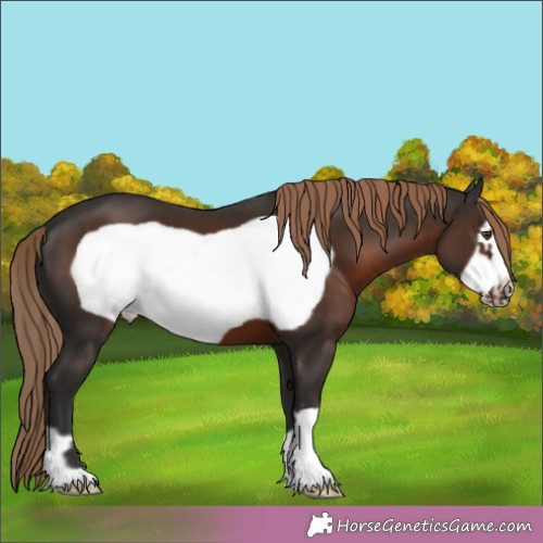 Horse Color:Liver Chestnut Frame 