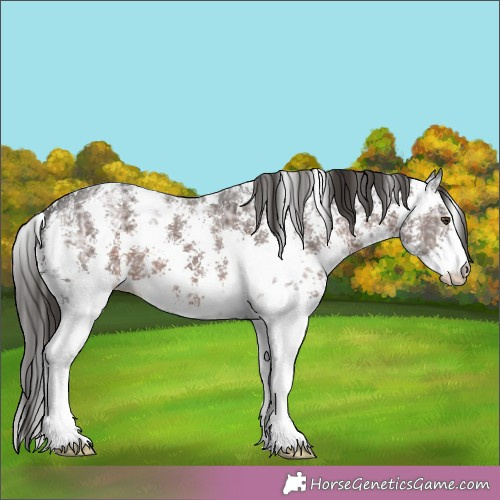 Horse Color:Liver Chestnut Ice Sabino 