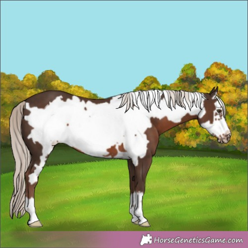 Horse Color:Liver Chestnut Mushroom Frame 