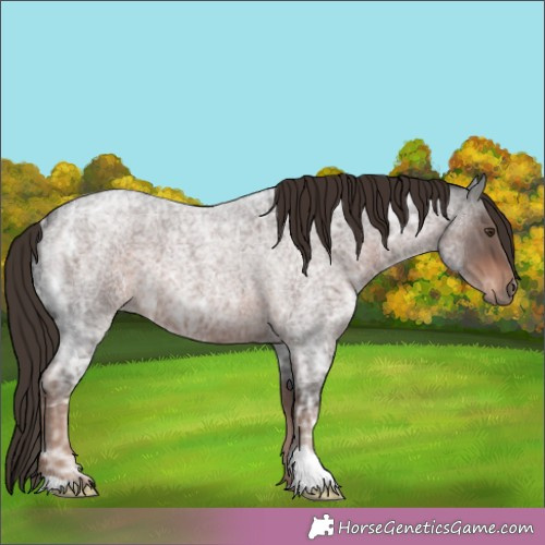 Horse Color:Liver Red Ice Roan 