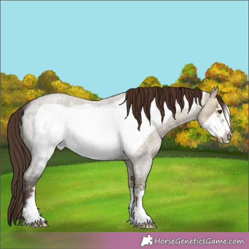 Horse Color:Liver Red Dun Ice Roan Frame 