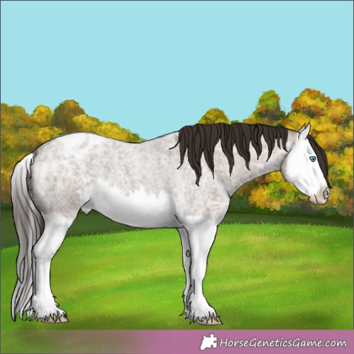 Horse Color:Liver Red Dun Ice Roan Splash Appaloosa 