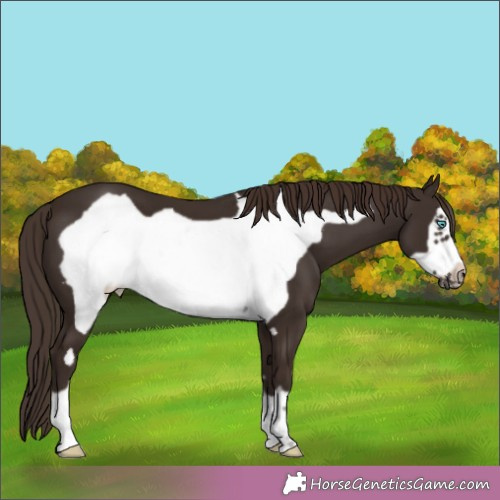 Horse Color:Liver Chestnut Frame 