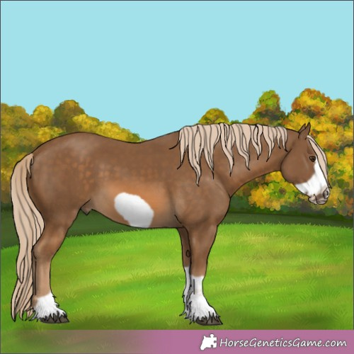 Horse Color:Chocolate Palomino Frame 