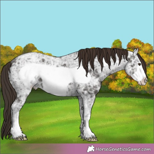 Horse Color:Liver Chestnut Ice Frame 