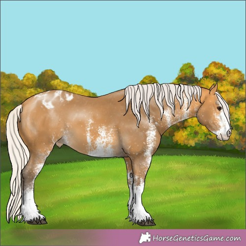 Horse Color:White Spotted Silver Buckskin Appaloosa 