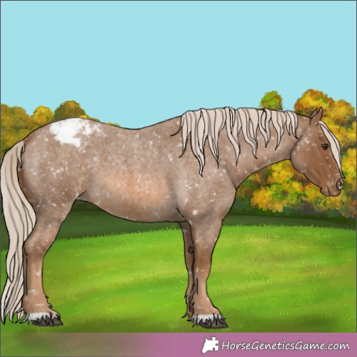 Horse Color:Chocolate Palomino Roan Appaloosa 