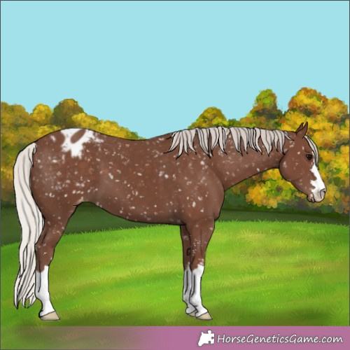 Horse Color:Silver Black Appaloosa 