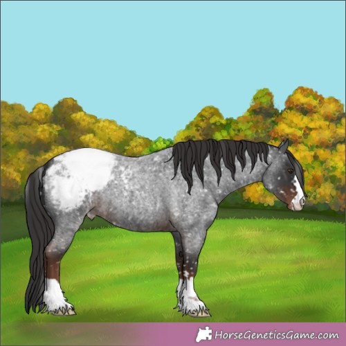Horse Color:Liver Red Roan Appaloosa 
