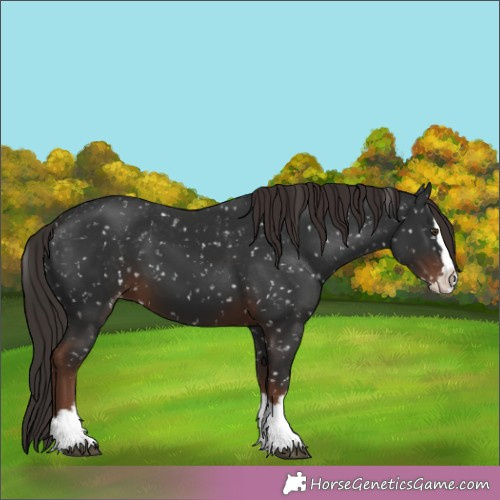 Horse Color:Liver Chestnut Splash Appaloosa 