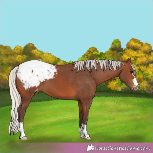 Horse Color:Silver Brown Appaloosa 