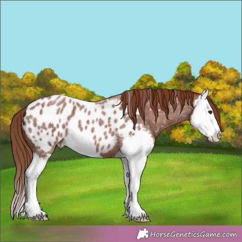 Horse Color:Red Roan Splash Appaloosa 