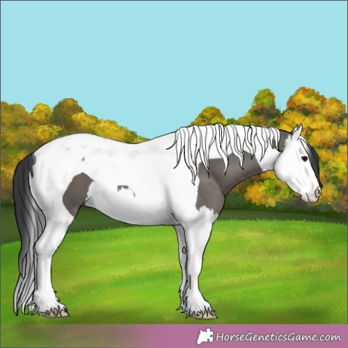 Horse Color:Grullo Splash Tobiano 