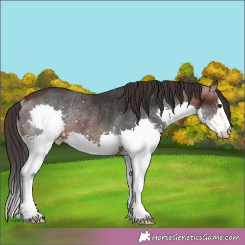 Horse Color:Brown Splash Rabicano 