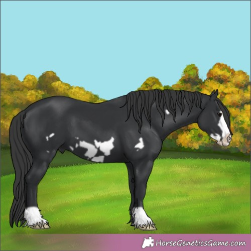 Horse Color:Black Frame 