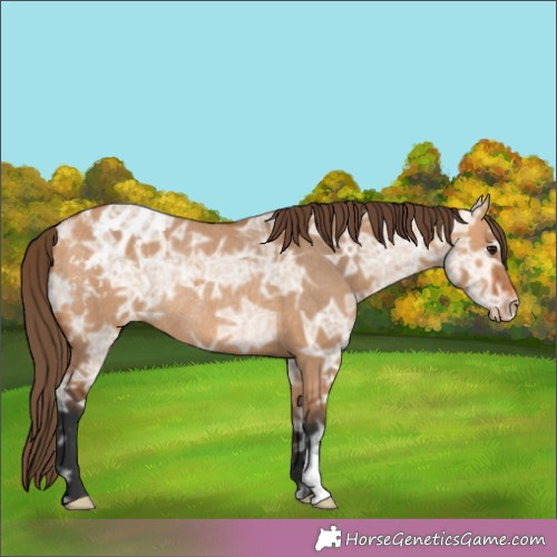 Horse Color:Bay Ice Dun Appaloosa Rabicano 
