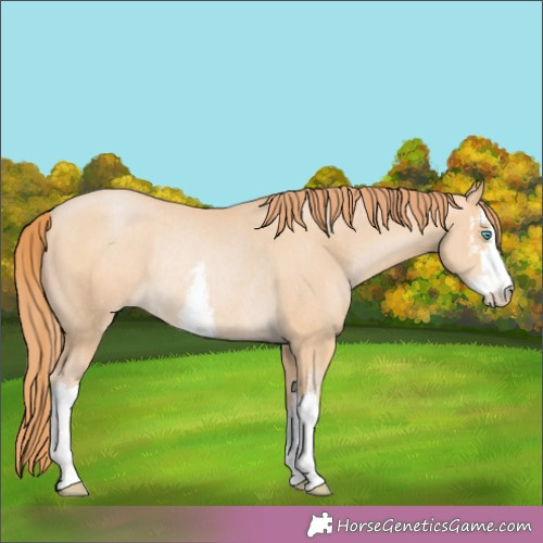 Horse Color:White Spotted Buckskin Pearl Rabicano 