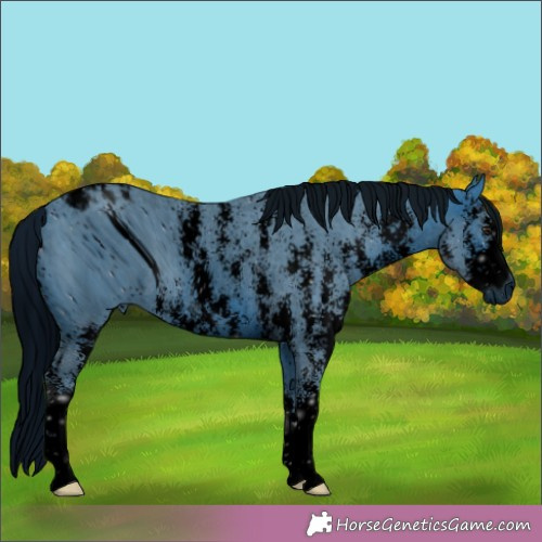 Horse Color:ERROR: UNKNOWN ANOMALY
