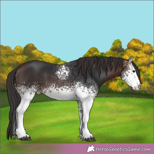 Horse Color:White Spotted Brown 