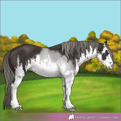 Horse Color:White Spotted Liver Chestnut Mushroom 