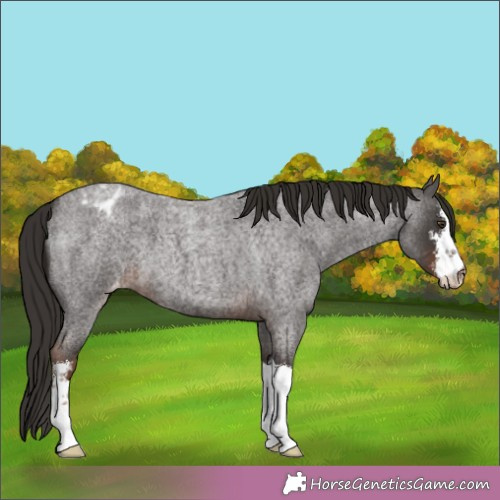 Horse Color:White Spotted Liver Red Roan Appaloosa 