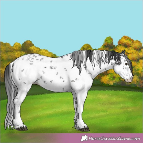 Horse Color:White Spotted Liver Chestnut Sabino 