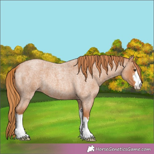 Horse Color:White Spotted Red Roan 