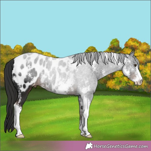 Horse Color:Liver Chestnut Sabino Appaloosa 