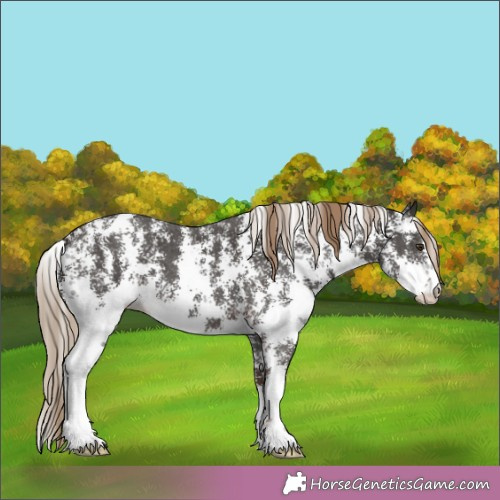 Horse Color:Liver Chestnut Sabino 