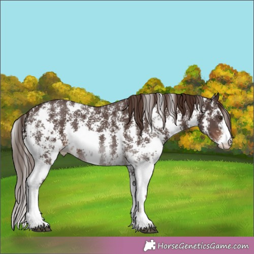 Horse Color:Liver Chestnut Sabino 