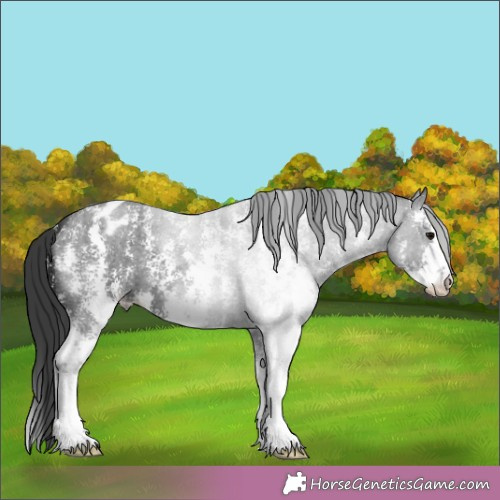 Horse Color:Blue Roan Sabino Appaloosa 