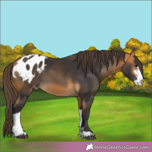 Horse Color:Buckskin Sabino Tobiano Appaloosa 