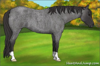 Horse Color:Smoky Blue Roan 