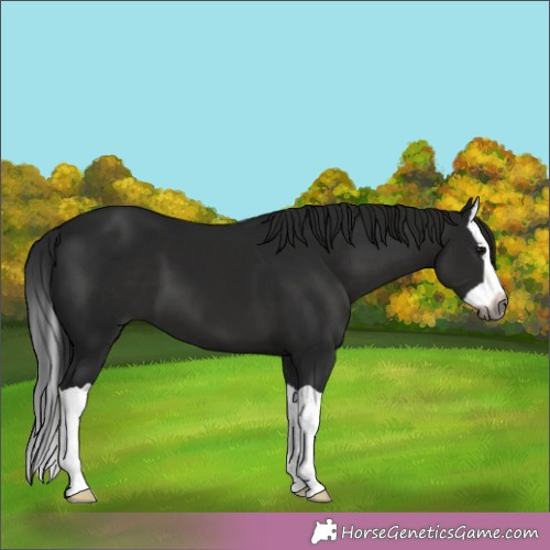 Horse Color:Gray Black Splash 
