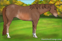Horse Color:Chestnut Rabicano