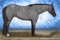 Horse Color:Smoky Blue Roan 