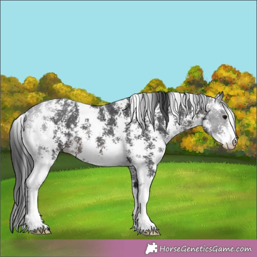 Horse Color:Brown Sabino 