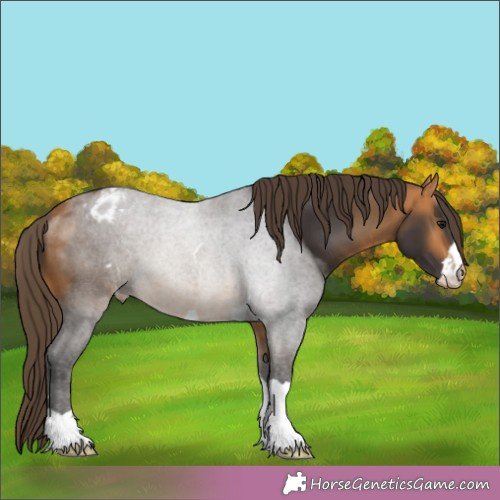 Horse Color:Buckskin Appaloosa 