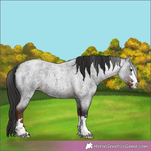 Horse Color:Liver Red Roan 