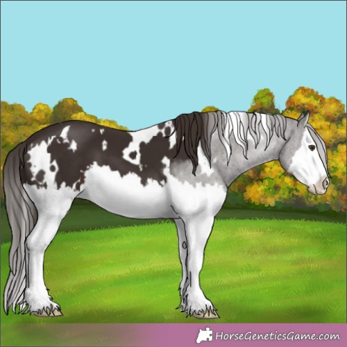 Horse Color:White Spotted Liver Chestnut Splash 