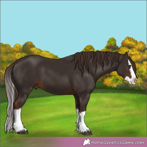 Horse Color:Liver Chestnut Splash 