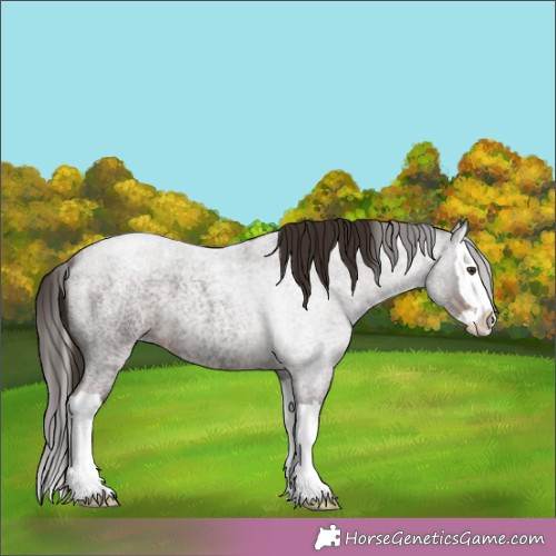 Horse Color:Liver Red Roan Splash 