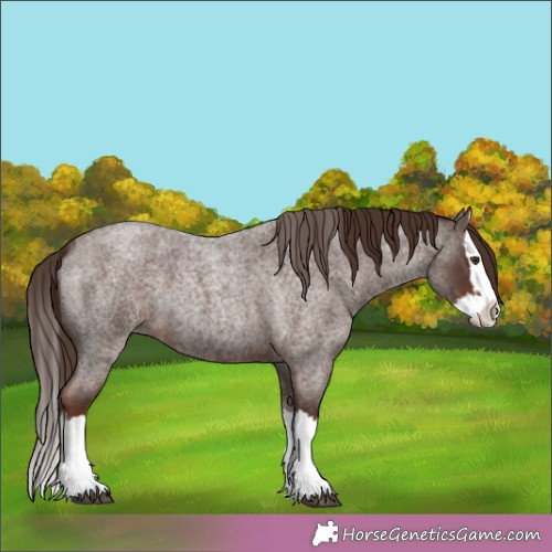 Horse Color:Liver Red Roan Splash 
